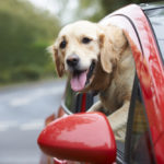 Pets & Distracted Driving